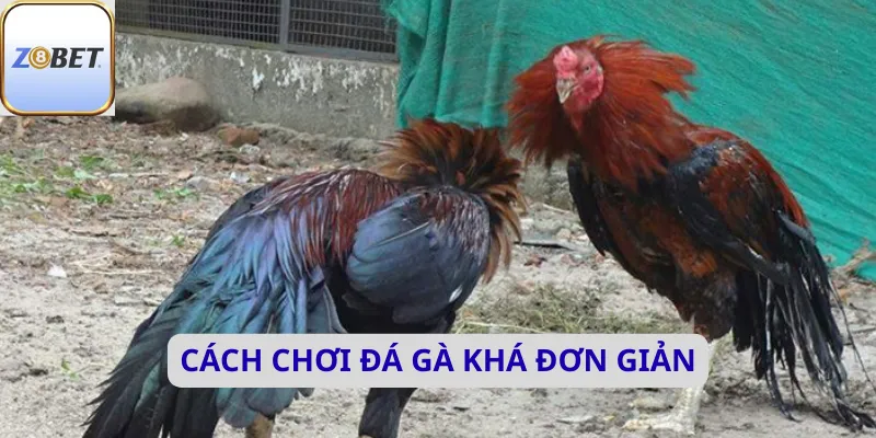 Cách chơi đá gà khá đơn giản