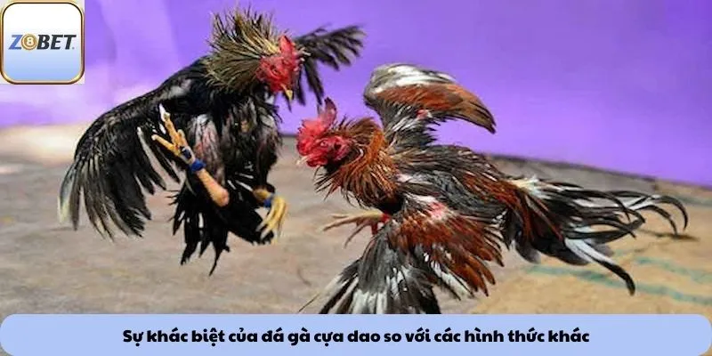 Sự khác biệt của đá gà cựa dao so với các hình thức khác