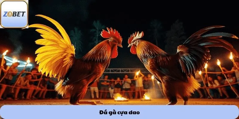 Đá gà cựa dao