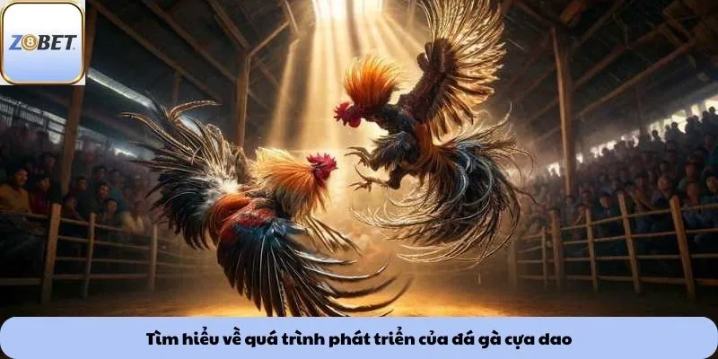Tìm hiểu về quá trình phát triển của đá gà cựa dao