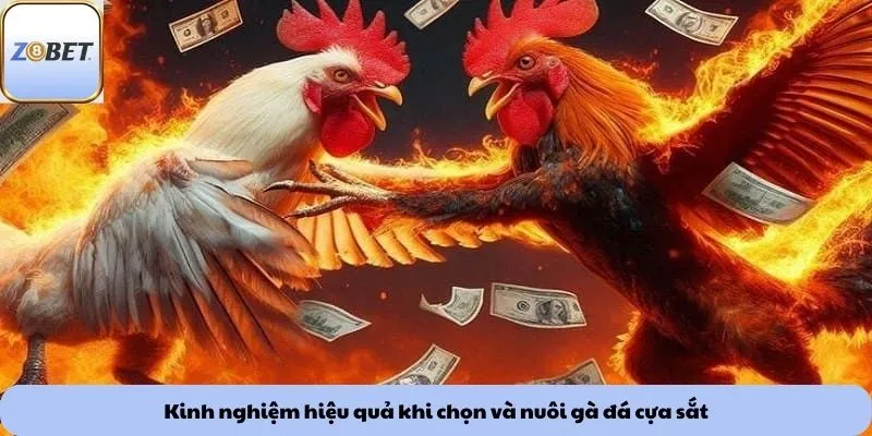 Kinh nghiệm hiệu quả khi chọn và nuôi gà đá cựa sắt