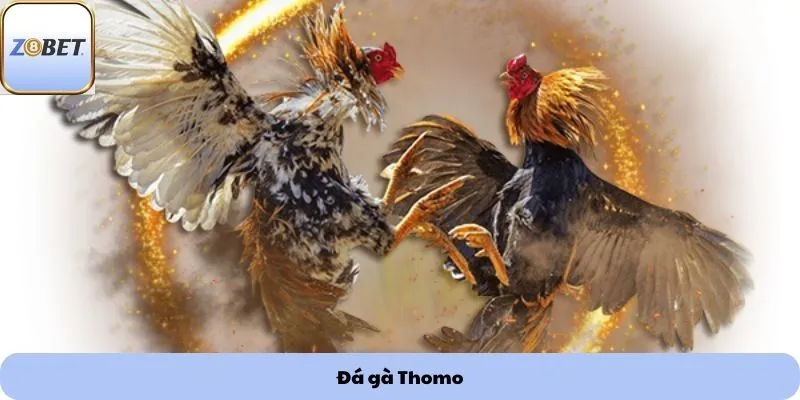 Đá gà Thomo