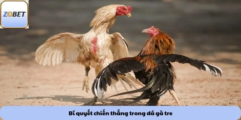 Đá gà tre 3 Bí quyết chiến thắng trong đá gà tre