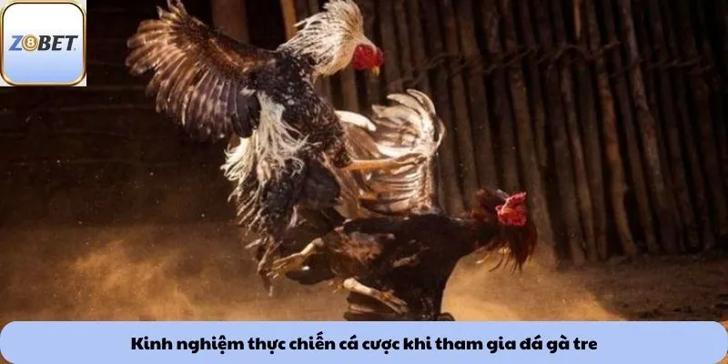 Đá gà tre 2 Kinh nghiệm thực chiến cá cược khi tham gia đá gà tre
