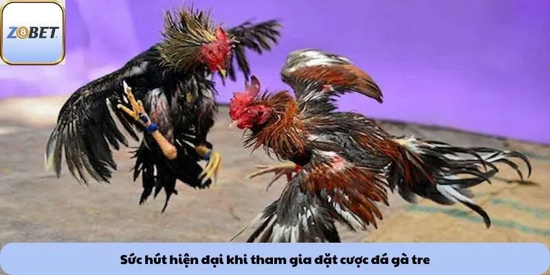 Đá gà tre 4 Sức hút hiện đại khi tham gia đặt cược đá gà tre