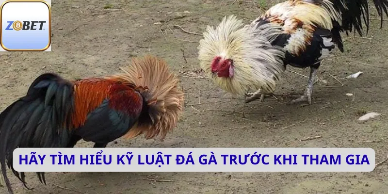 Hãy tìm hiểu kỹ luật đá gà trước khi tham gia