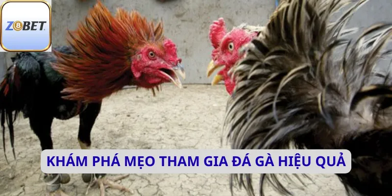Khám phá mẹo tham gia đá gà hiệu quả